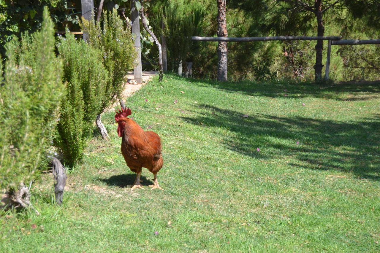 Casa De Campo Vale Do Asno ألتورا المظهر الخارجي الصورة